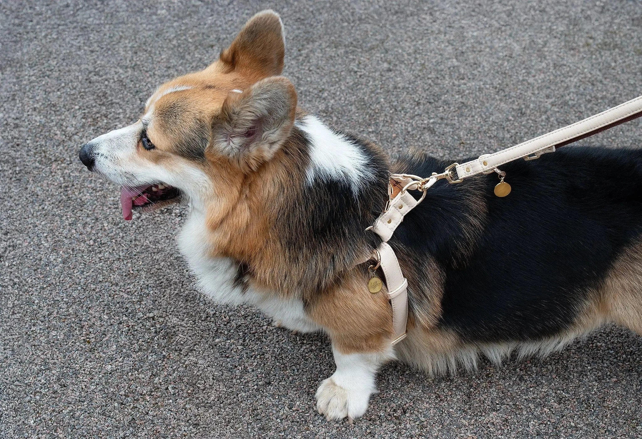 Anatomically Correct Piñatex® Vegan Leather Dog Harness | Royal Beige