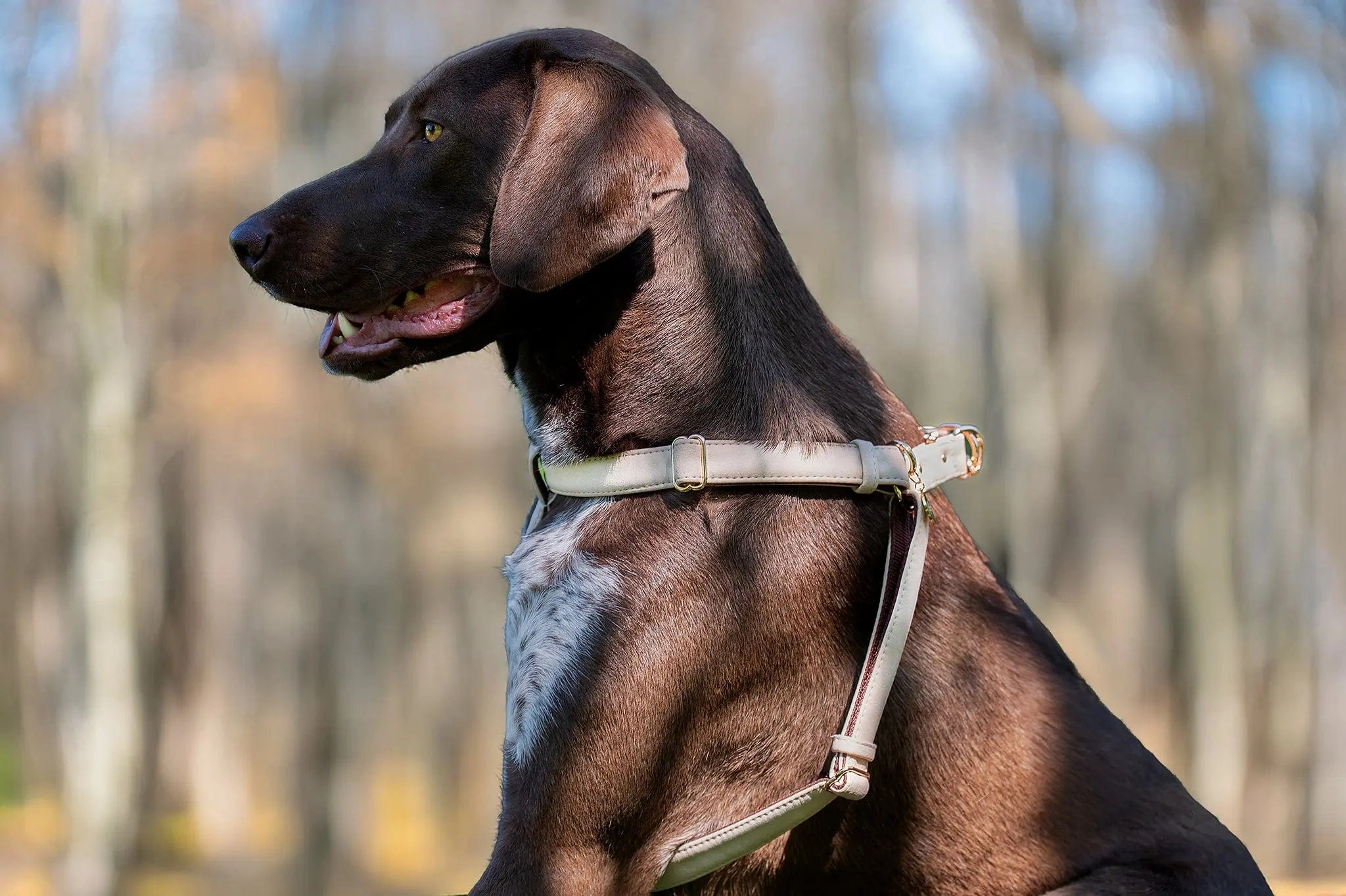 Anatomically Correct Piñatex® Vegan Leather Dog Harness | Royal Beige