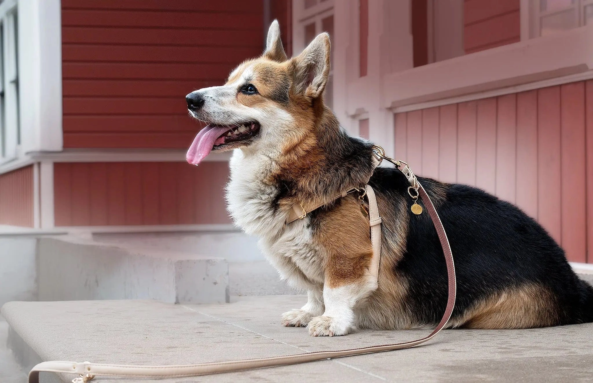 Anatomically Correct Piñatex® Vegan Leather Dog Harness | Royal Beige