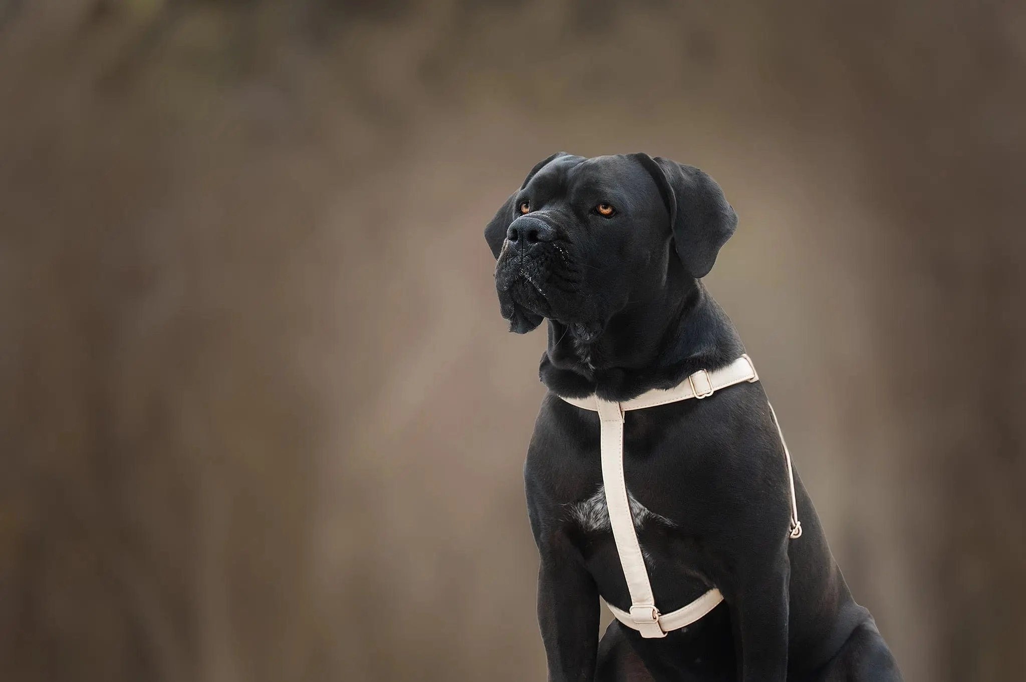 Anatomically Correct Piñatex® Vegan Leather Dog Harness | Royal Beige